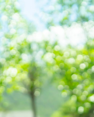 abstract blurred leaves of tree in nature forest with sunny and bokeh light  at  public park horizontal background for world environment day concept